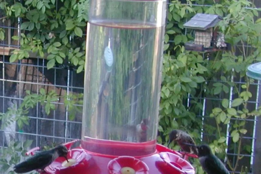 Basil-Infused Hummingbird Feeder Solution