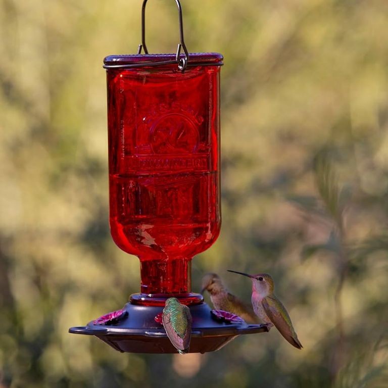 Berry-Infused Hummingbird Food Elixir