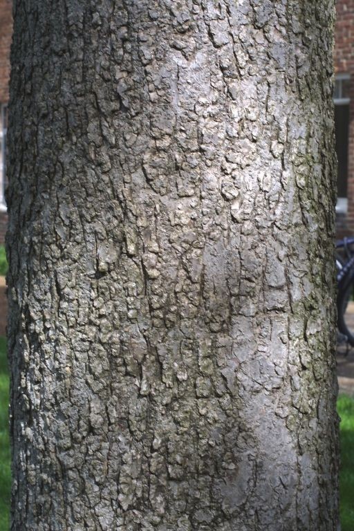 Buckeye Bark