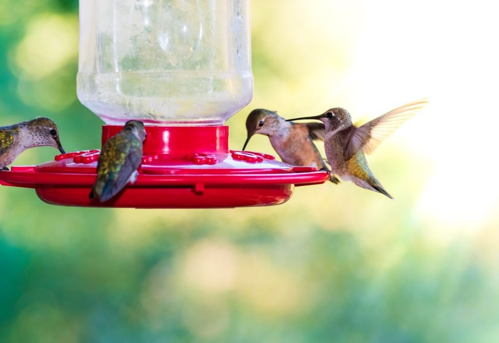 Citrus-Infused Hummingbird Feeder Solution