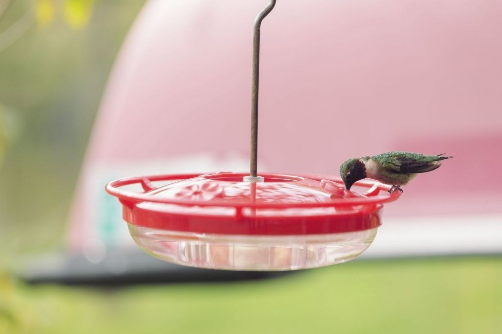 Classic Sugar Water Hummingbird Nectar