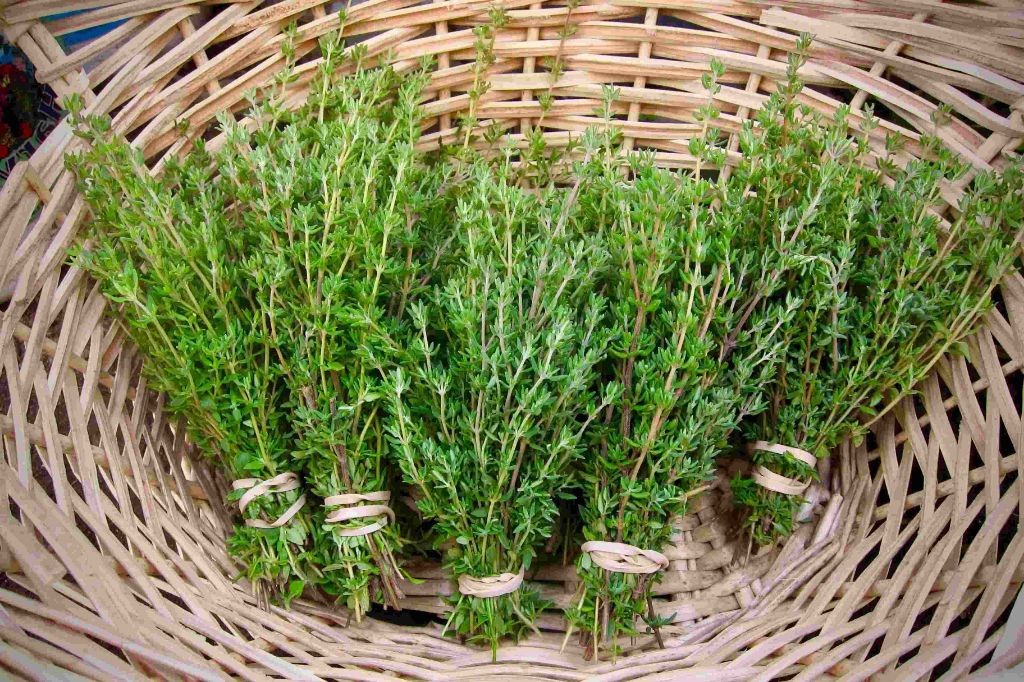 Herbal Aviation with Thyme
