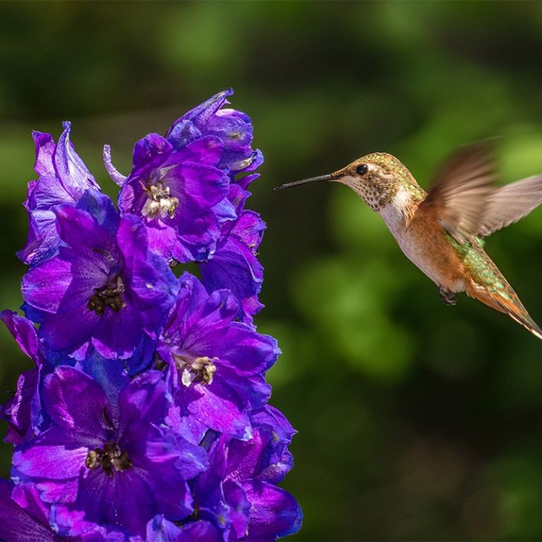 Lavender-Scented Hummingbird Nectar
