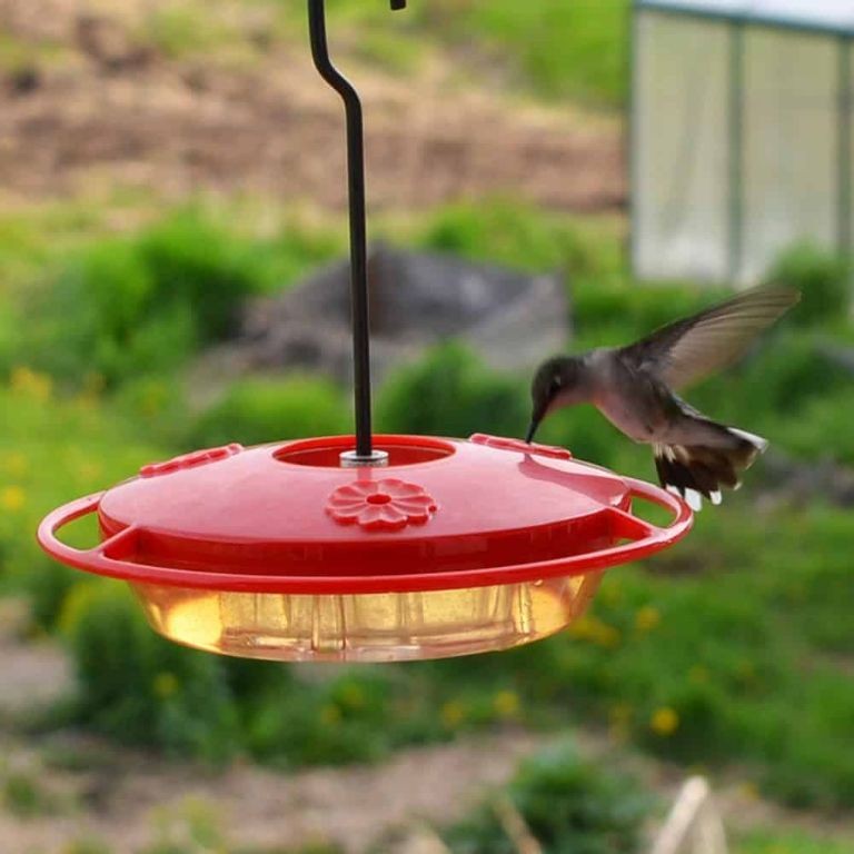 Maple Syrup Hummingbird Food Elixir