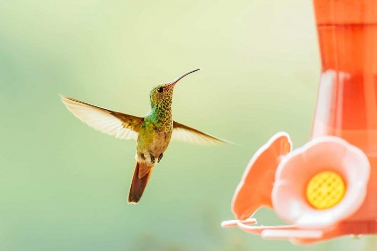 Orange Blossom Hummingbird Drink