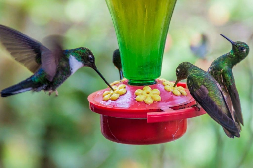 Organic Agave Syrup Hummingbird Drink