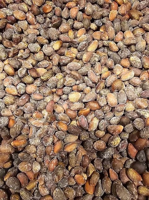 Roasted Pinon Nuts