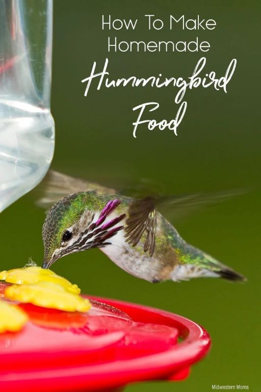 20 Delicious Hummingbird Food Recipes for Sweet Summer Treats