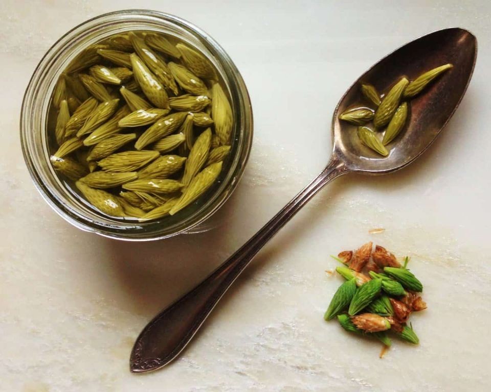 Spruce Tip Pickles