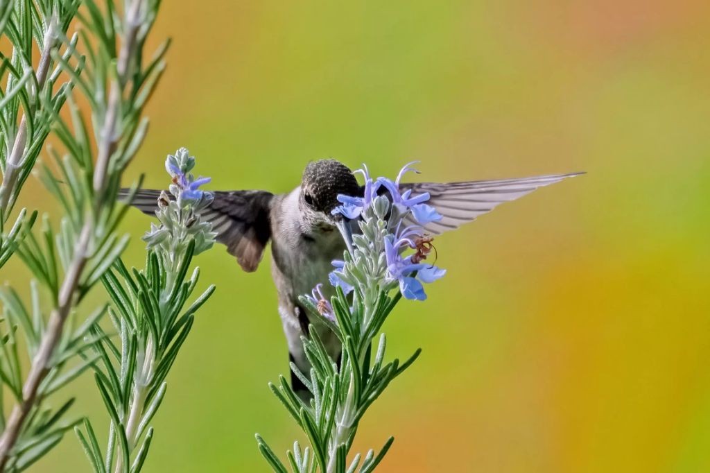 Thyme-Scented Hummingbird Nectar