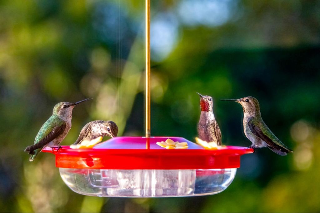 Vanilla Bean Hummingbird Feeder Mix