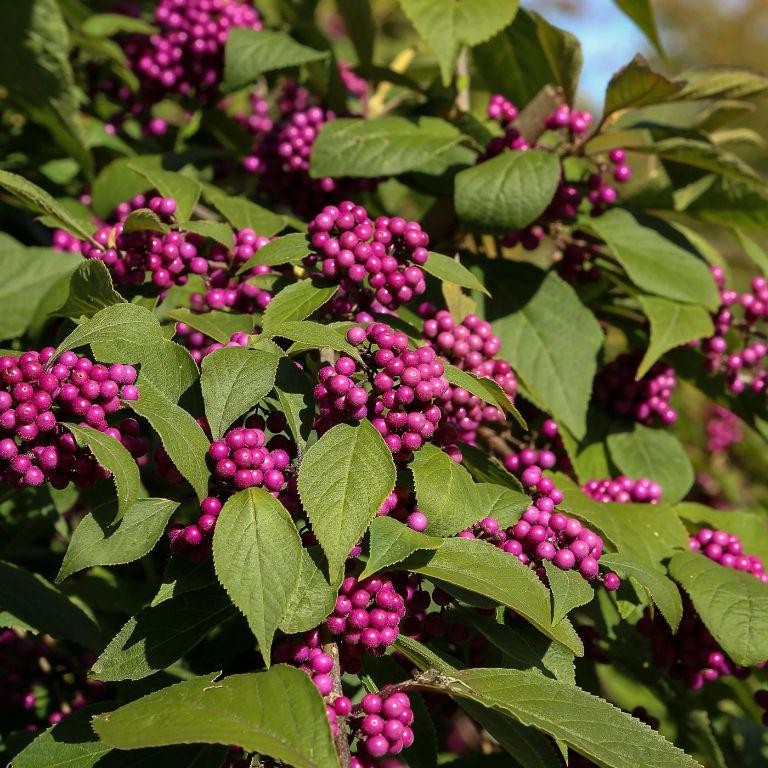 Beautyberry BBQ Sauce