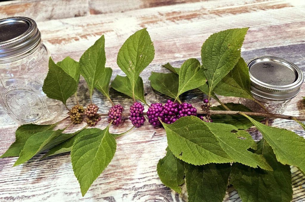 Beautyberry Pancake Syrup