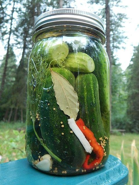 Classic Dill Pickled Cucumbers